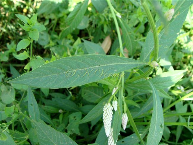  Leaf (Adaxial view)